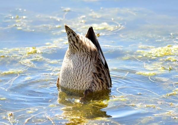 Gadwall on Arapaho National Wildlife Refuge by Tom Koemer/USFWS Mountain Prairie is licensed under CC BY 2.0